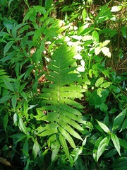 Christella parasitica