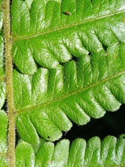 Christella parasitica