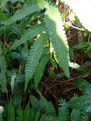 Christella parasitica