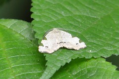 Achrosis rondelaria