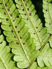 Christella parasitica