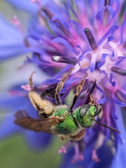 Agapostemon virescens