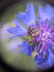 Agapostemon virescens