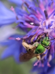 Agapostemon virescens