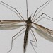 Tipula lateralis - Photo (c) nagelhoutandre, some rights reserved (CC BY-NC), uploaded by nagelhoutandre