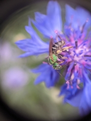 Agapostemon virescens