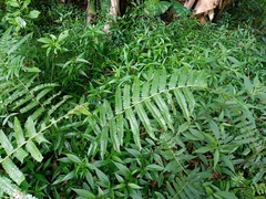 Diplazium esculentum