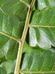 Diplazium esculentum
