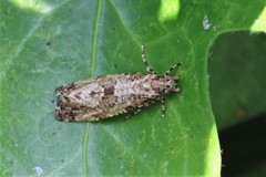 Morophaga choragella