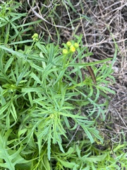 Senecio brigalowensis