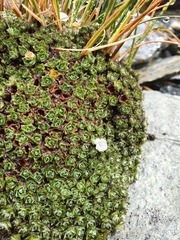 Veronica ciliolata ciliolata