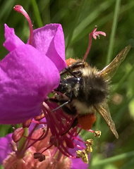 Bombus