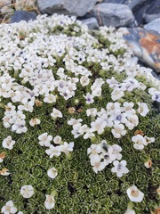 Veronica ciliolata ciliolata