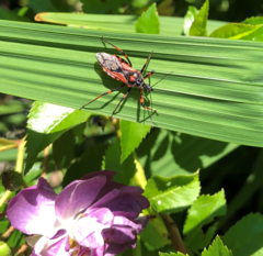 Rhynocoris annulatus