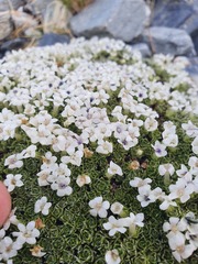 Veronica ciliolata ciliolata