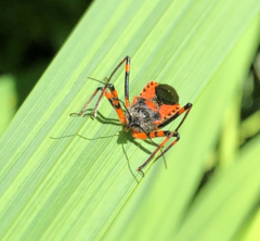 Rhynocoris annulatus