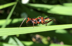 Rhynocoris annulatus