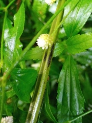 Diplazium polypodioides