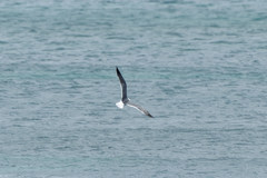 Leucophaeus atricilla