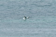 Leucophaeus atricilla