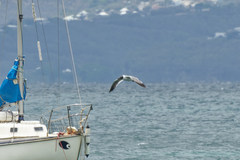 Leucophaeus atricilla