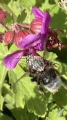 Bombus