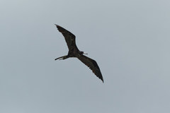 Fregata magnificens