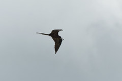 Fregata magnificens