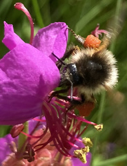 Bombus