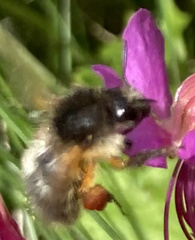 Bombus