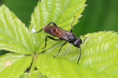 Macrophya annulata