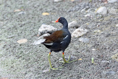 Gallinula galeata