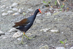 Gallinula galeata