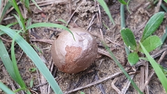 Lycoperdaceae