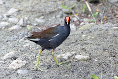 Gallinula galeata
