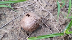 Lycoperdaceae