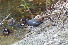 Gallinula galeata