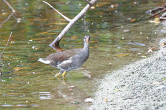Gallinula galeata