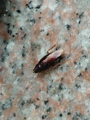 Hebardina concinna