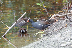 Gallinula galeata