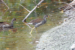 Gallinula galeata