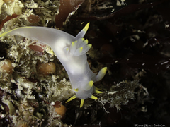 Polycera kernowensis