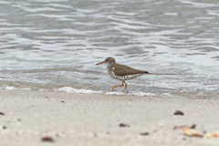 Actitis macularius