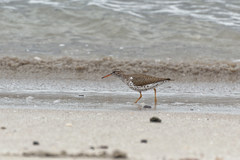 Actitis macularius
