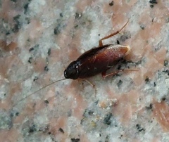 Hebardina concinna