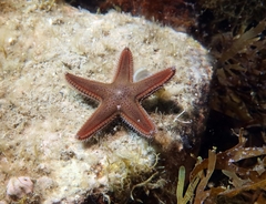 Astropecten spinulosus