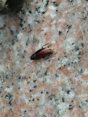 Hebardina concinna