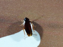 Hebardina concinna