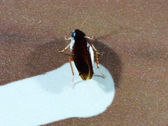 Hebardina concinna