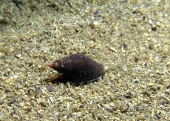 Episcomitra cornicula